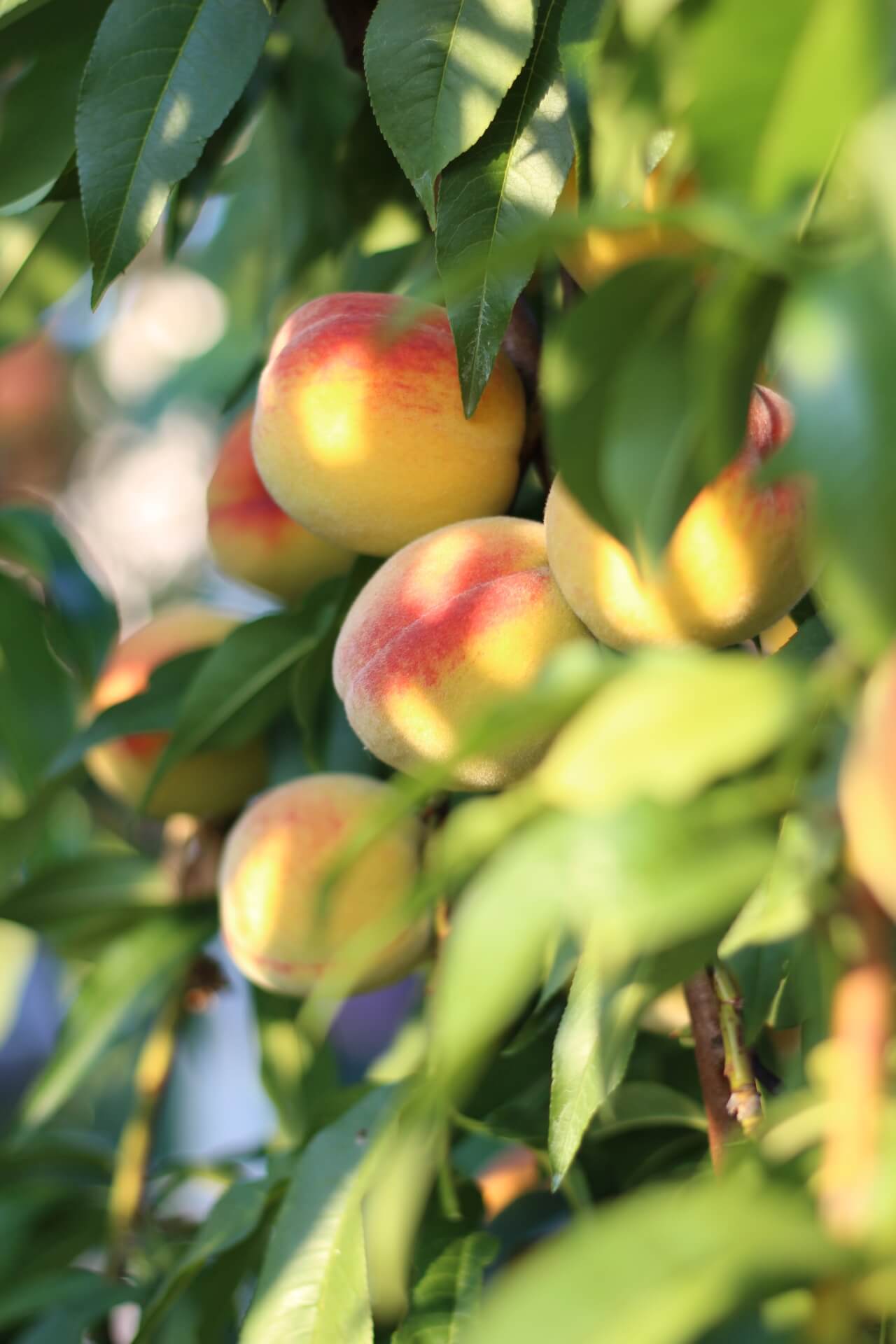 andriish22-peaches-7353447