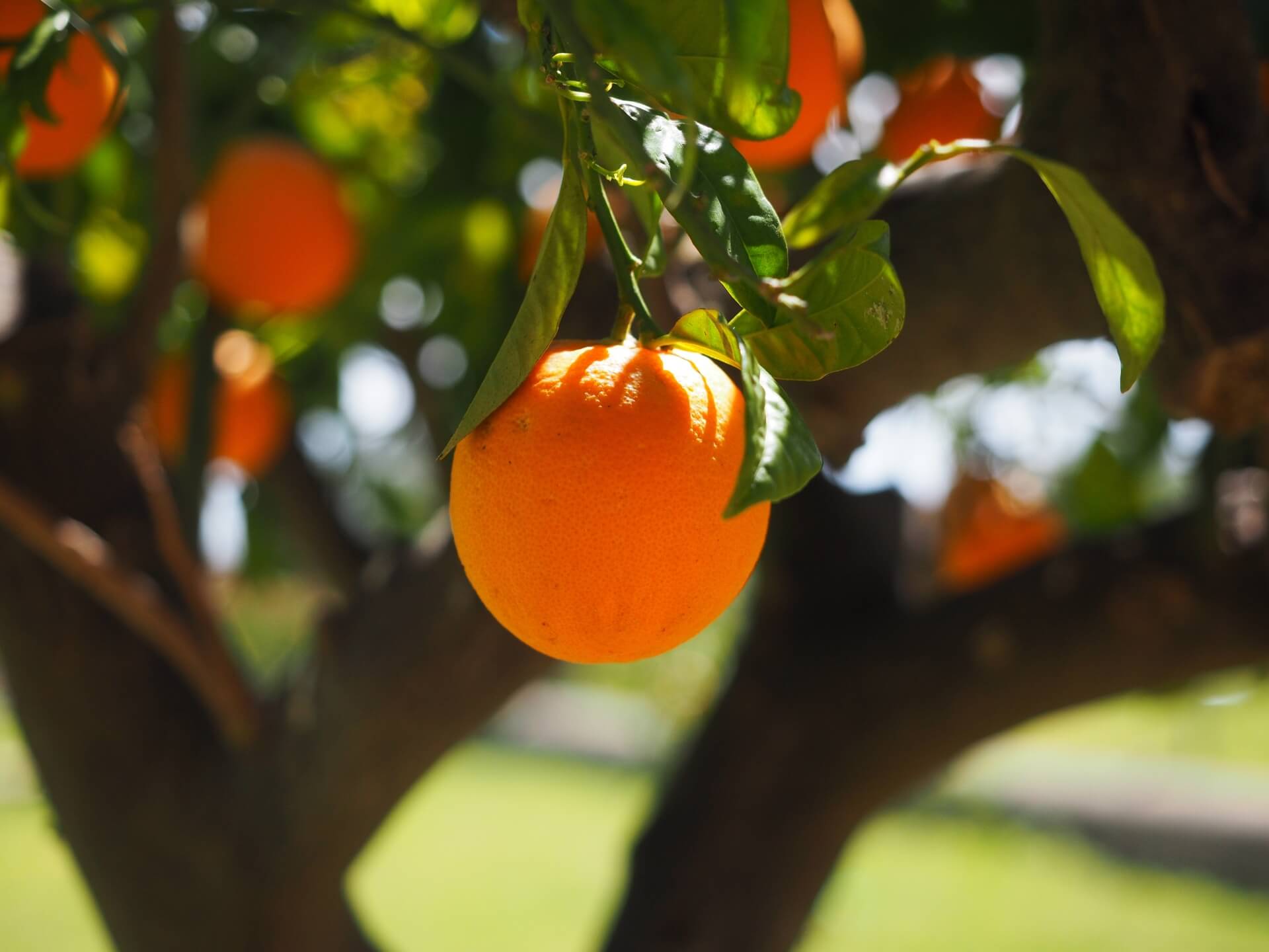 hans-orange-1117645