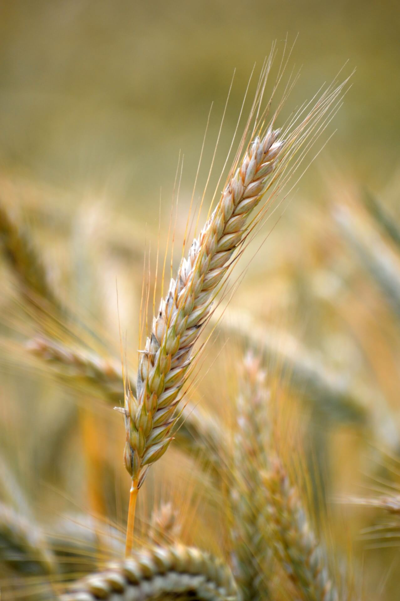 neelam279-grain-10355154