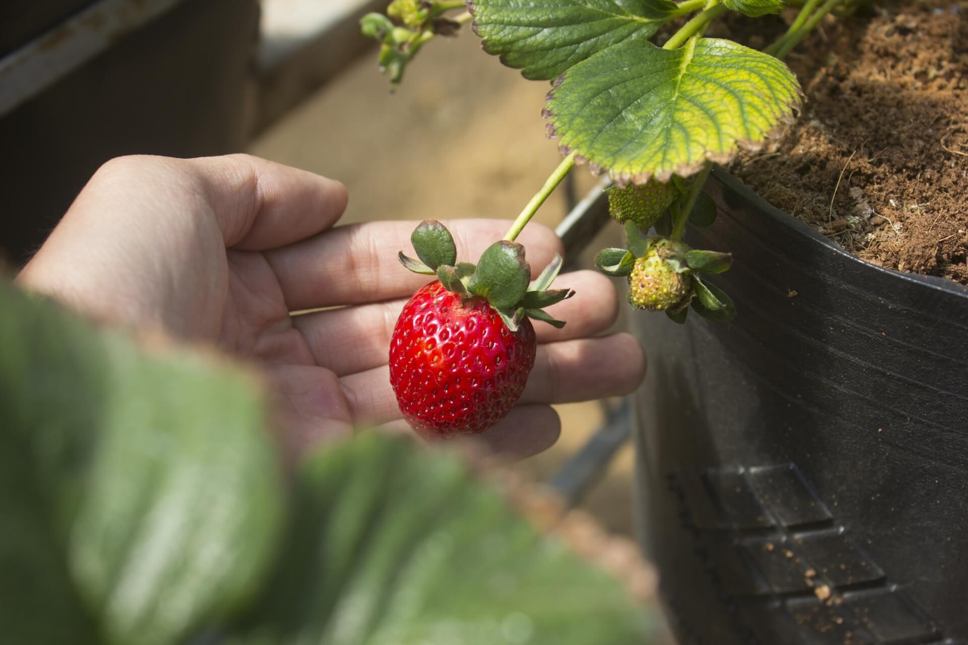 zlatano16-stawberry-4879794